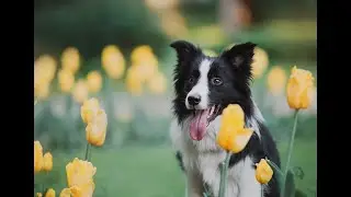 БОРДЕР КОЛЛИ