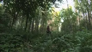 В лесу под Шонихой, трава и комары