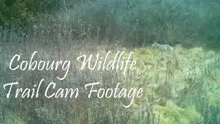 Cobourg Wildlife Trail Cam