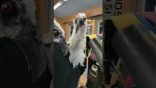 The usual sir? some self care for our birds... 