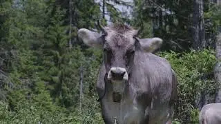 Dolomites - Rosengarten