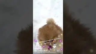 ШПИЦ. Щенки Шпица 