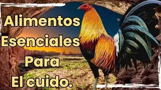 5 alimentos esenciales para la cuida de tus  gallos @elpoderdelpollo2342
