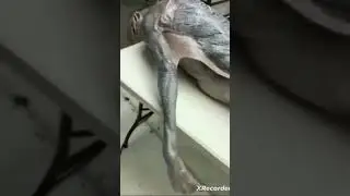 Ужасная тварь. Жуткий мутант. Не для слабонервных. 