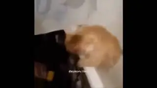 Fat cat (meme)
