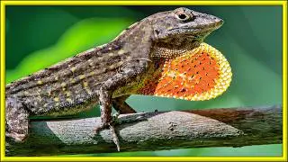 Meet the Lizard with Perfect Abilities!! - BROWN ANOLE