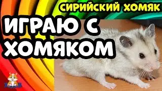 СИРИЙСКИЙ ХОМЯК. ИГРАЮ С ХОМЯКОМ.