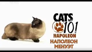 Кошка наполеон (менуэт) 101kote.ru Napoleon cat minuet 101cats
