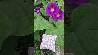 Гольничка 