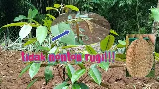 the best fertilizer for durian plants to keep them growing