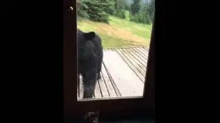 Кошка напугала медведя