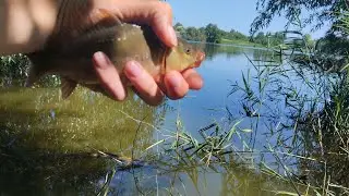 ловля коропа на пінопласт #рибалка #fishing #короп #риба