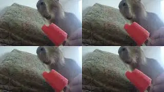 Capybara eats ice over 1,000,000 times