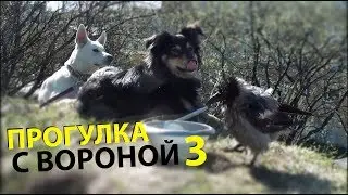 Walk with a Crow 3
