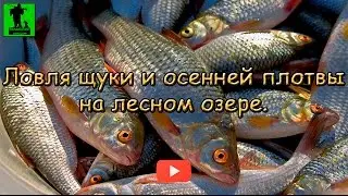 Ловля щуки и осенней плотвы на лесном озере . Pike and roach autumn.