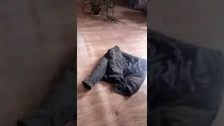 Поросенок отказник.