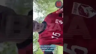 На парня во время пробежки напали медведи