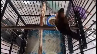 burung emprit gacor/kaji/jawa/pipit 📈