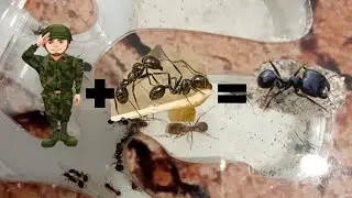 У моей колонии messor structor появился крупный солдат !