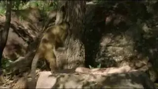Monkeys Usin' Tools