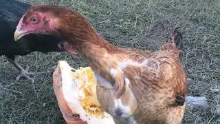 Наш генофонд в деревне. Октябрь 2022год. Our gene pool is in the countryside. October 2022