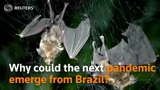 Why could the next pandemic emerge from Brazil?