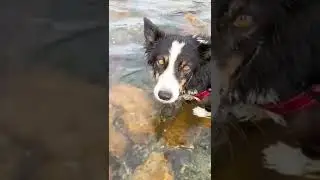 Wild octopus steals tennis ball from border collie