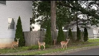 Forest, Open Spaces, and Communities