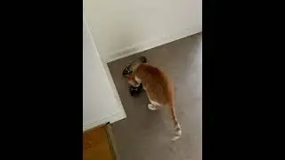 Cat Smelling My Girlfriend’s Flats | Shoeplay