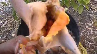 Cómo destripar un pollo, versión huertana