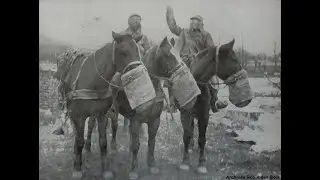 Les chevaux victimes de la guerre