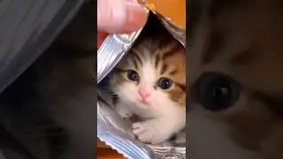 Cute cats 😻💞