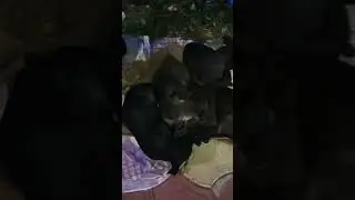 🐕🐶🐾🐶🐕🦴