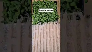 P3 Sunflower Microgreens Test: Silicone vs. Stainless-Steel in 2-Inch Tray 🌱 Harvest Weights!