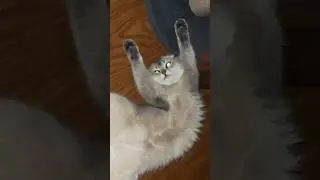 یک موجود بی‌ناموس 😻❤️ #shorts #catlover