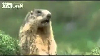 Snackbarring Prarie Dog