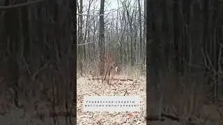 Украинские ВС массово сдаются