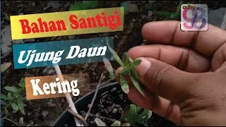 penanganan bonsai santigi yang sakit