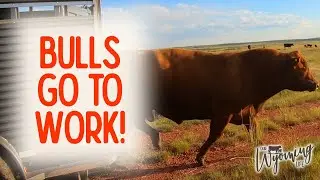 Date Night for the Bulls - Part 1