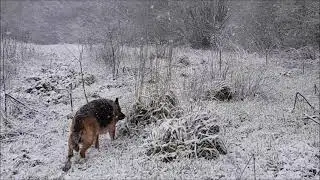 German Shepherd walking on the Snow for the first time