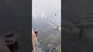 amazing fish 😳
