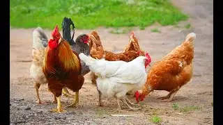 Hen & Rooster Sound I Crowing Compilation I Natural Sound I Rooster Compilation I Collection