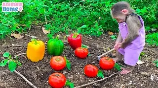 Farmer BiBi takes care of the garden and harvest fruit