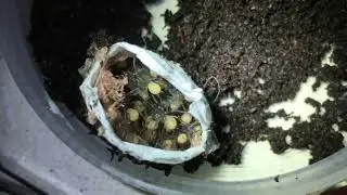 Baby Funnel Web spiders coming out of an egg sack | A1 Pest Control Canberra