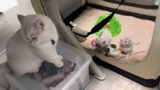 Занимаюсь рукоделием 🤩И общаюсь с котятами 🐱Барс проведает котят 🐈Olga Kirchgessner