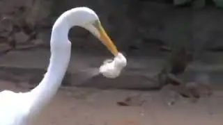 Huge Egret Bird Eating White Mouse