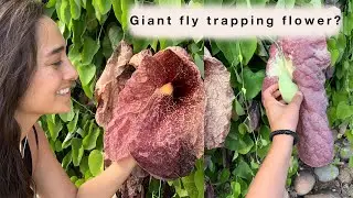 Plant Talk : Aristolochia gigantea 'Brasiliensis' Pelican Flower  | Sara Bendrick