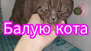 I spoil the cat! Балую кота!