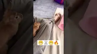 Смешные кролики, funny bunny, أرانب مضحكة, 有趣的兔子