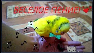 САМОЕ ВЕСЕЛОЕ ПЕНИЕ ВОЛНИСТОГО ПОПУГАЯ! ПОЕТ ДЛЯ ИГРУШКИ! ОСЕННЕЕ ПЕНИЕ ПОПУГАЯ! The singing parrot